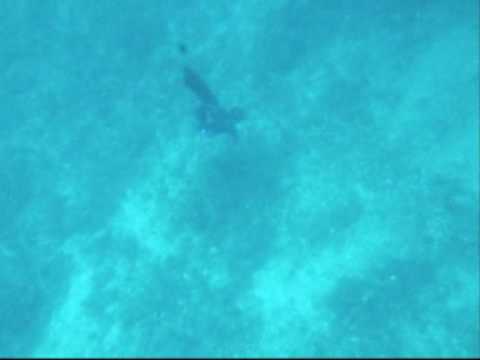 vis 2009, -30m freedive