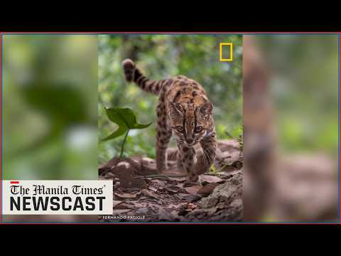 New cat species identified for first time in more than a century ...