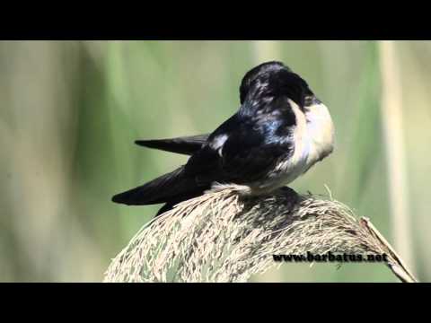 Golondrina común ( Hirundo rustica ) Barn Swallo