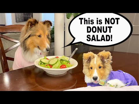 "This is NOT a Donut Salad!" 🍩🐶🥗 a hilarious Biscuit Talky on Cricket "the sheltie" Chronicles e236