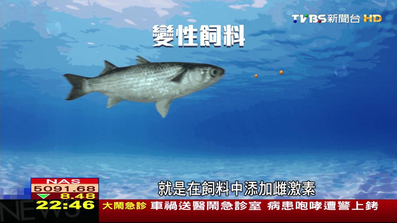 生技調控烏魚性別　帶動相關產業發展