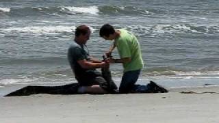 preview picture of video 'Alligator catches waves, gets caught.... Hilton Head Island beach'