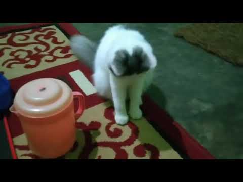 THIS IS LIFE, THE STORY BEHIND THE CHANNEL - NASEEM's Beloved Cat