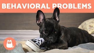 10 Common BEHAVIORAL Problems in DOGS