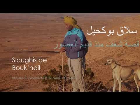 Sloughis de Bouk’hail سلاق بوكحيل
