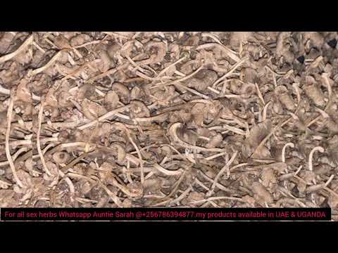 OBUTIKO DDAGALA NNYO MU MAKA N'EMILIMO