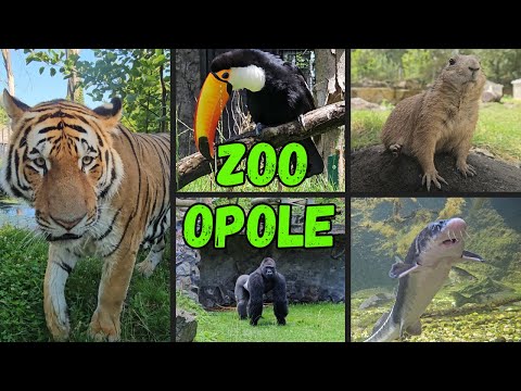 Zoo Opole — największe atrakcje i zwierzęta 🐯🦁🐒