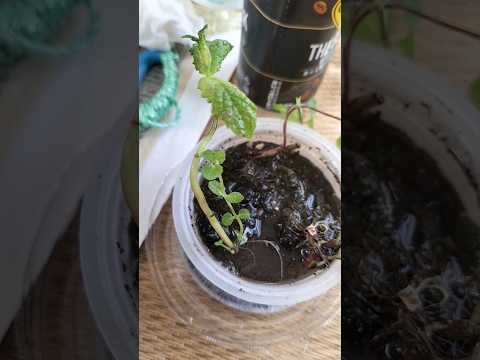 一年中楽しめるミントの植え方は？  庭園