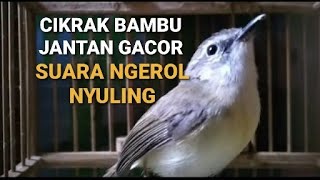 Download lagu CIKRAK BAMBU JANTAN GACOR - SUARA NGEROL NYULING COCOK UNTUK PANCINGAN BIKIN GACOR mp3