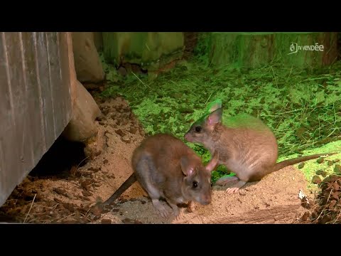 Ce gros rat kangourou est un des animaux les plus menacés du monde