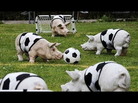 Slough Town V Leamington - Sat 20-2-16 - kick off 3pm