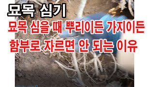 과수 묘목 심기. 묘목을 심을 때 뿌리이든, 가지이든 함부로 자르면 안 되는 이유 (과수 재배, 과일나무 심…