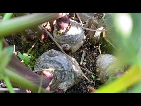 Sprängört. Cicuta virosa. (VARNING! Dödligt giftig!)