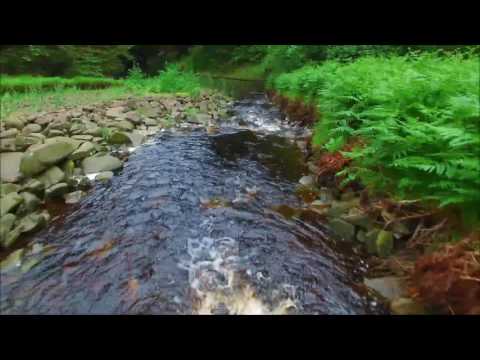 Phantom in the Forest