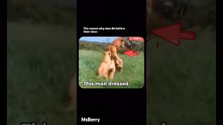 Man dresses up as a lion to prank lions!#animalstories #lion #attack #pet #animalshorts