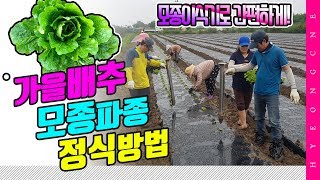 배추 재배 배추 심는 방법 배추 모종 파종 하기 배추 정식 방법