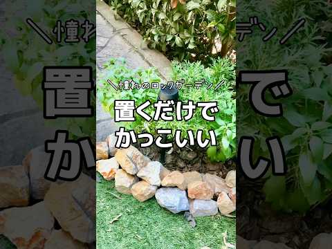 多年生の岩石植物、匍匐性のポート アリッサム、黄色の花