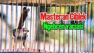 Download lagu Masteran Ciblek ngebren variasi. CIBLEK KRISTAL gacor nembak ngebren variasi mp3