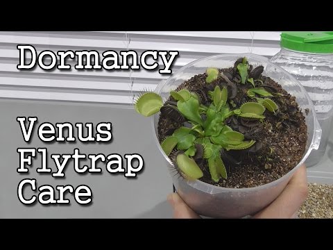 Venus Flytrap Care - Preparing for Cold Dormancy