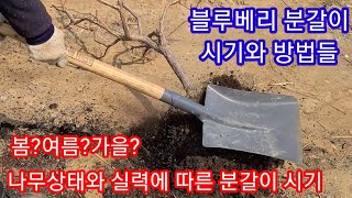 블루베리 분갈이 나무 상태에따른   시기와방법들,블루베리 키우기,블루베리 묘목 귀농귀촌 주말농장,텃밭