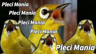 Download lagu Masteran Pleci Terbaru Bikin Nembak Panjang!!! mp3
