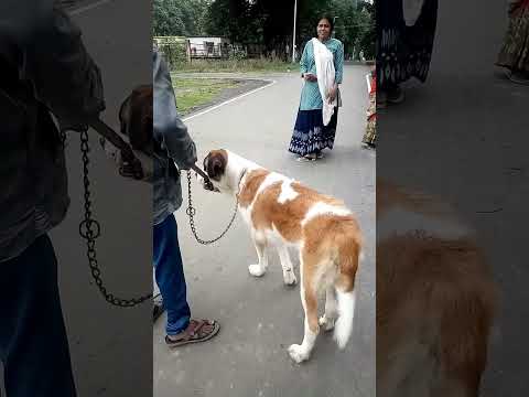 Dog video#dog short#puppy#dogvlog#trending#viral#short#Neelam Ki Bindass Life