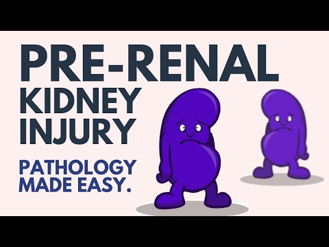 Pre-Renal Kidney Injury Pathology, Explained