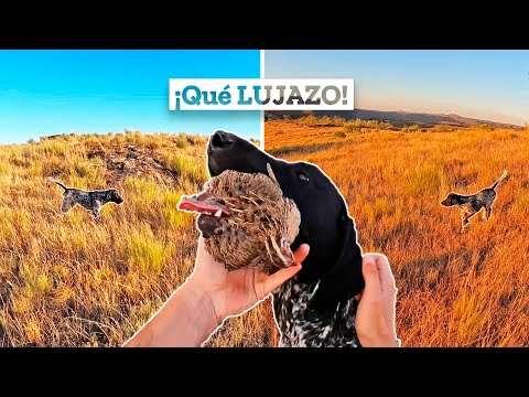 💥𝗔𝗾𝘂í 𝘁𝗼𝗱𝗼 𝘁𝗼𝗺𝗮 𝗼𝘁𝗿𝗮 𝗱𝗶𝗺𝗲𝗻𝘀𝗶ó𝗻💥 Caza de Codornices de Montaña