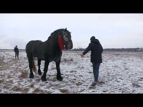 Armăsarul lui Andrei de la Alba Iulia 2022