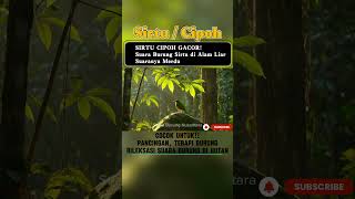 Download lagu Calm Your Mind: Soothing Birdsong from a Tropical Forest | Nature Sounds for Relaxation #shorts mp3