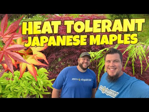 Heat Tolerant Japanese Maples ~ Part 1