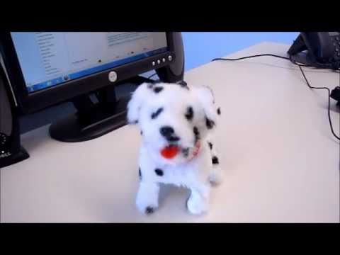 Flip Over Dog - Spot