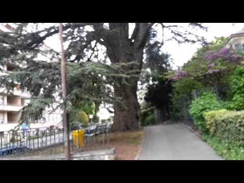 CEDRUS LIBANI planté en 1820 par Jean Edouard NAVILLE ( 1787 - 1851 )