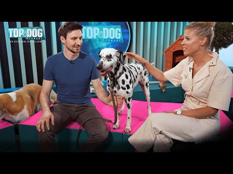 Amie the dove enters the agility course... and surprises everyone! 😮 | Top Dog Germany