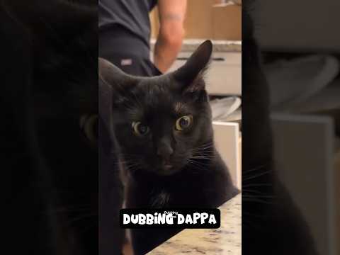 Short Leg Breedu 🤣 #funny #cat #shorts #dog #shortsfeed #animals #dubbingdappa #catlovers #dogshorts