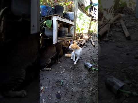 Cat Fight till Death 😱