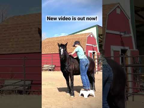 New video restarting my 5 year old mustang mare is out now! #horse #horsemanship #mustang #horselife