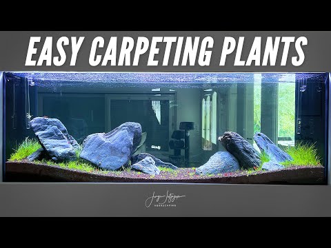 , title : '3 EASY CARPETING PLANTS for Nature Aquarium'
