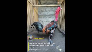 Download lagu Story Wa Mangon mp3