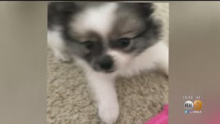 Woman Says Ex Sold Her Puppy On Craigslist -- And She's Hoping To Get The Dog Back