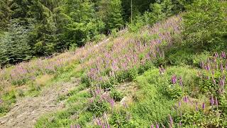 Drone-flight after work is done, Hagen, June 2021, drone-pilot enjoying a beautiful piece of forest