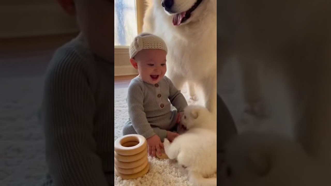 Mom dog brings her puppy to her tiny human best friend 🕊️✨ #Shorts