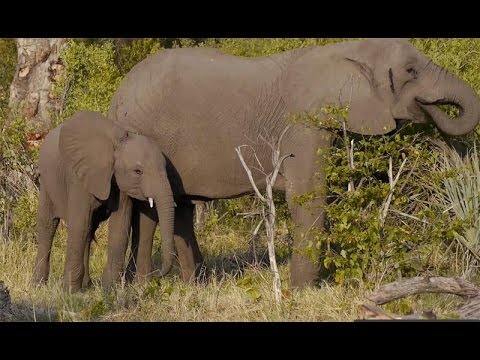 Wildlife inc Elephants at Abu Camp - Okavango Delta, Botswana