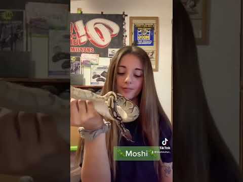 Meet my Ball Python Collection