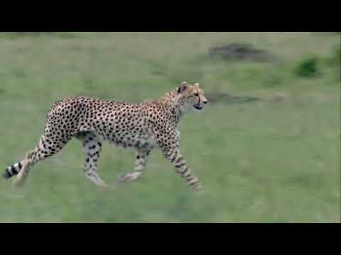 Cheetah Pan Part 5: Charlie Searches for his Shadow