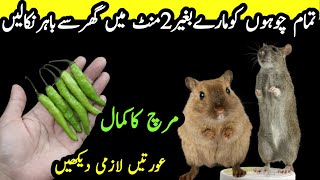 get rid of mouse | Chuhe baghane ka tarika | Rat killer trick | rat killer | kitchen tips