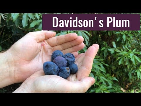 download lagu mp3 mp4 Plum Season Australia, download lagu Plum Season Australia gratis, unduh video klip Plum Season Australia