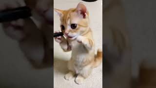 Download lagu Kucing imut #trendingshorts #kucinganggoralucudanimut #catlover mp3