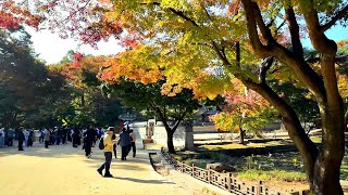창덕궁 후원, 왕의 비밀정원, 시크릿 가든, 가을 단풍 🍁 서울 단풍 명소 📸 사진찍기 좋은 장소 | 4K