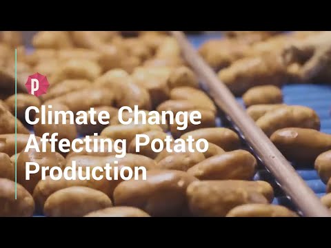 Impact of Climate Change on Sweet Potatoes | Vibepedia